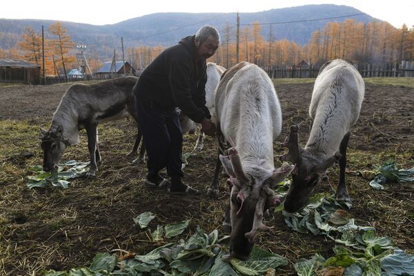Muškarac hrani jelene u selu Aligdžer u Irkutskoj oblasti. - Sputnik Srbija