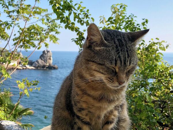 Mačak na Krimu - Sputnik Srbija