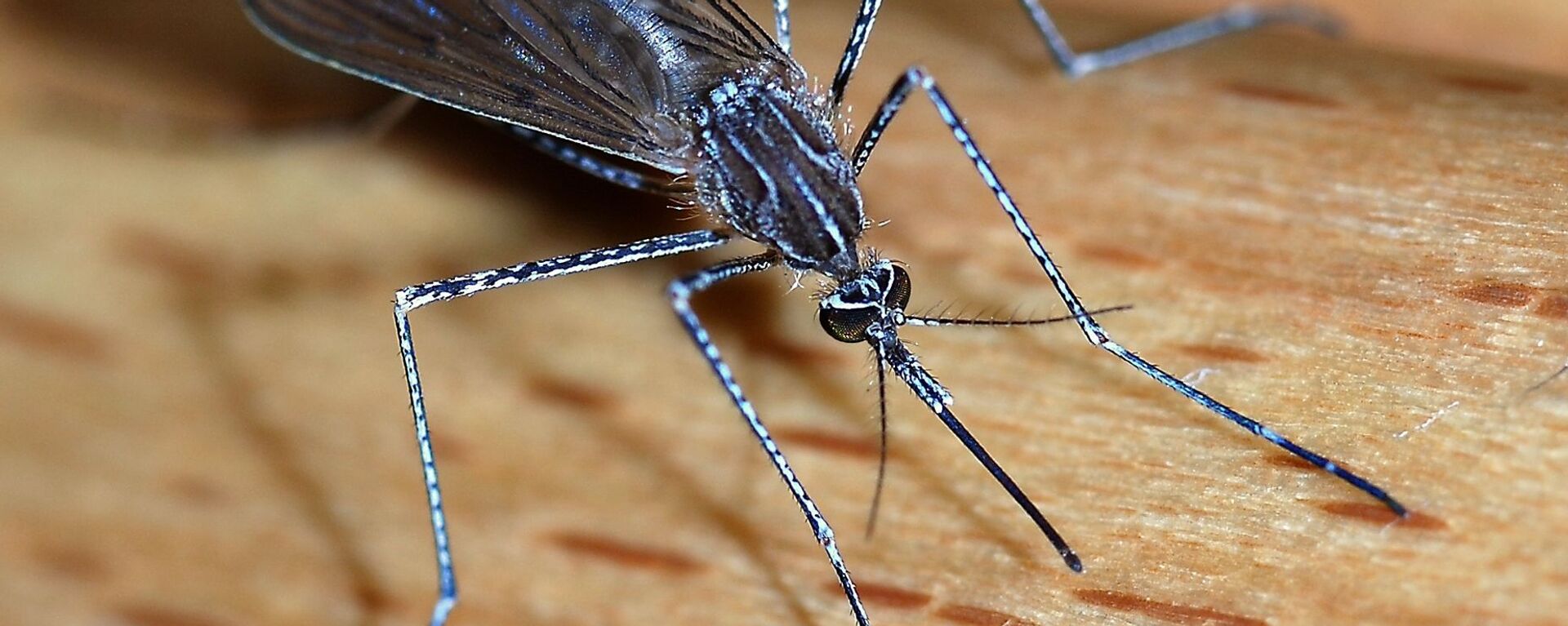 Комаров погуляет. Комар долгоножка. Москит насекомое. Красный комар долгоножка. Кровососущие комары.