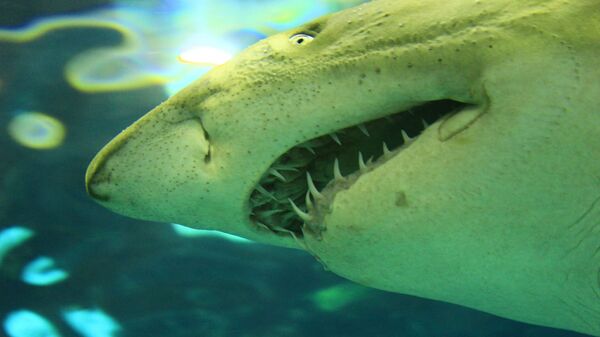 Велика бела ајкула - Sputnik Србија