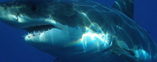 Велика бела ајкула Велика бела ајкула - Sputnik Србија