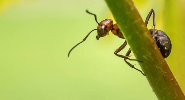 Osam vrsta ne sme izumreti, gubitak bi bio strahovit za planetu Osam vrsta ne sme izumreti, gubitak bi bio strahovit za planetu - Sputnik Srbija