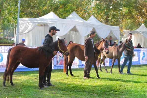 Konji kaspijske pasmine na 18. nacionalnoj izložbi kaspijskih konja u Iranu. - Sputnik Srbija