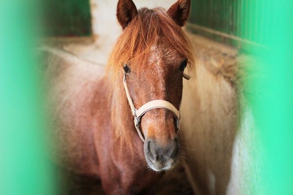 Konj kaspijske pasmine na 18. nacionalnoj izložbi kaspijskih konja u Iranu. - Sputnik Srbija