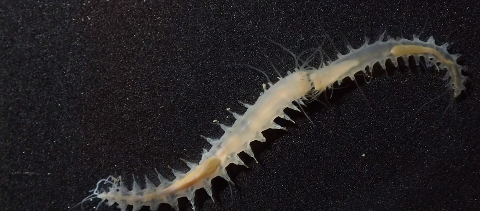 Crvi leocratides kimuraorum koji su najbučnija stvorenja u moru - Sputnik Srbija, 1920, 18.11.2019