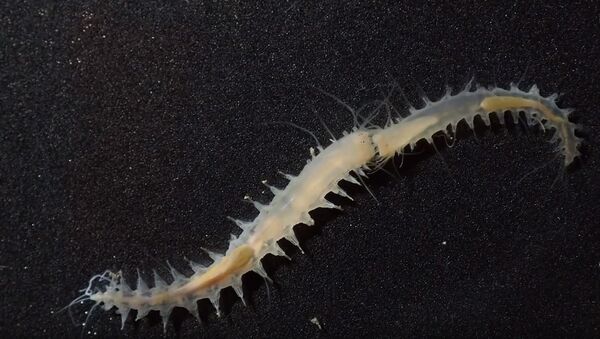 Црви leocratides kimuraorum који су најбучнија створења у мору - Sputnik Србија