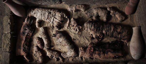 Мумифициране мачке у гробници на древној некрополи у близини познатих египатских пирамида у Сакари Мумифициране мачке у гробници на древној некрополи у близини познатих египатских пирамида у Сакари - Sputnik Србија