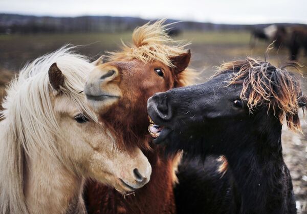 Islandski konj je jak, izdržljiv i pouzdan, lake i skladne građe, atletskog, snažnog i elastičnog tela, a izuzetnog karaktera. - Sputnik Srbija