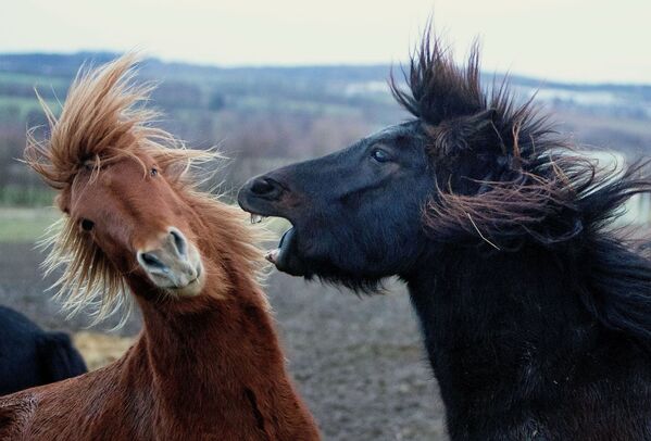 Danas je to jedina pasmina konja koja postoji na Islandu — više od hiljadu godina zabranjen je uvoz drugih vrsta u zemlju. - Sputnik Srbija