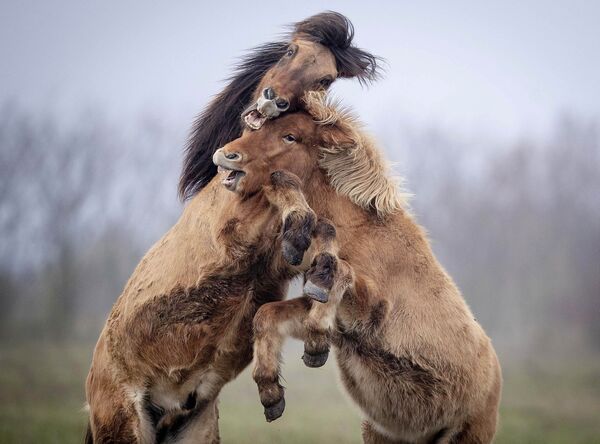 Исландски коњ је врло темпераментна животиња. Увек је спреман за трчање и игру. - Sputnik Србија