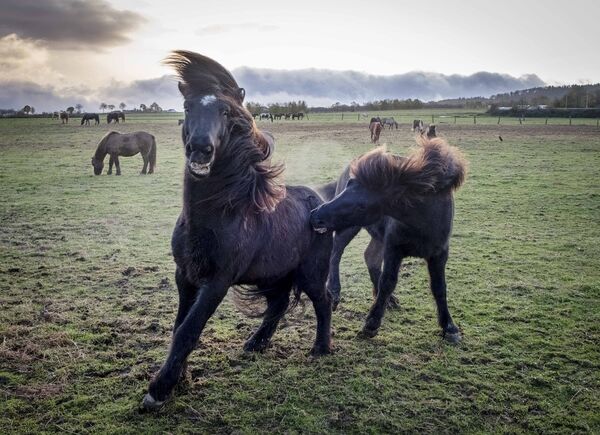 S trenažom islandskih konja započinje se tek nakon četrnaeste godine, a oni postižu visoku starosnu dob od 35 do 40 godina. Većina ih može vući i nositi jahače do 30 godina starosti. - Sputnik Srbija