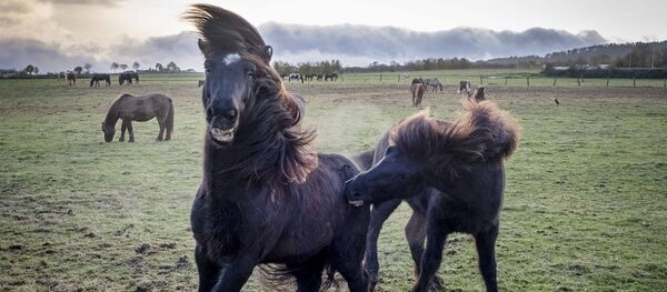 Мали растом, дугоноги и крхки, са дугим шишкама, подсећају на поније. Мали растом, дугоноги и крхки, са дугим шишкама, подсећају на поније. - Sputnik Србија