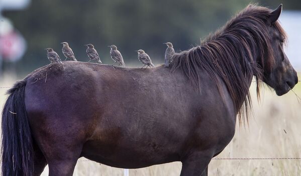 Boje konja mogu biti različite, na primer — crvena, smeđa, siva, crna, pegava. - Sputnik Srbija