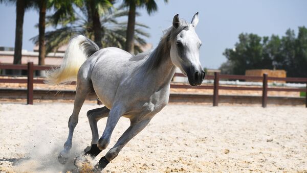 Арапски коњ - Sputnik Србија