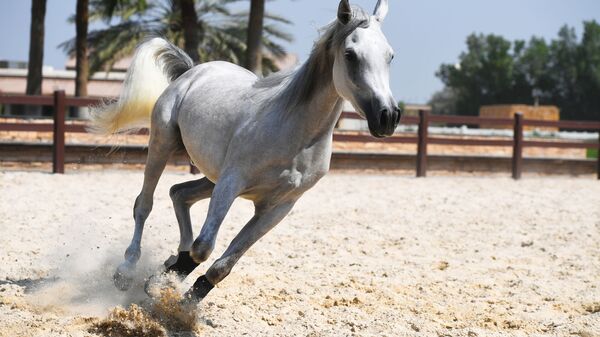 Арапски коњ - Sputnik Србија