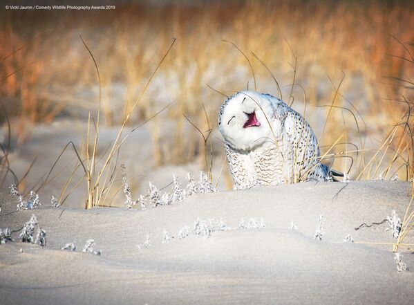 Fotografija polarne sove – „Zimske radosti“, Viki Žaron. - Sputnik Srbija