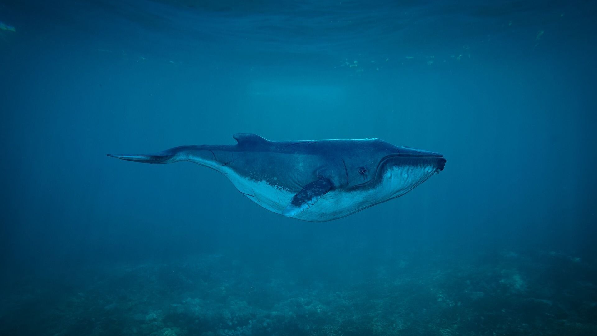 Th триста тонн живого веса : Древний кит может быть самым тяжелым животным из когда-либо существовавших /видео/