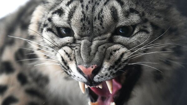 Snežni leopard, ženka po imenu Aksu, u parku flore i faune Rojev potok u Krasnojarsku - Sputnik Srbija