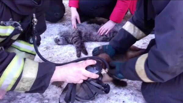 Vatrogasci reanimiraju mačku spasenu iz požara  - Sputnik Srbija