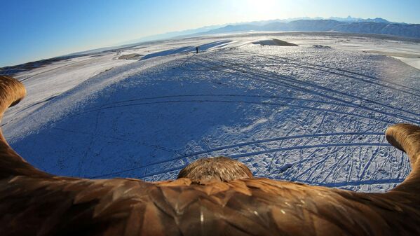 Slika snimljena tokom snimanja kamerom koja se nalazi na leđima ptice. - Sputnik Srbija