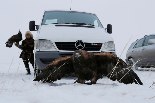 Zlatni orao ispred automobila dok lovi u Kazahstanu - Sputnik Srbija