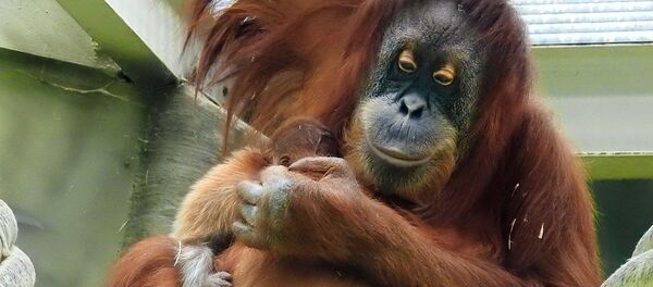 Mama i beba retkog sumatranskog orangutana u Moskovskom zoološkom vrtu - Sputnik Srbija