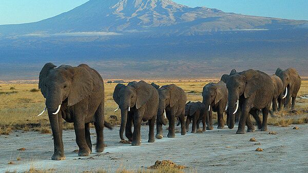 Слонови имају посебно састављено друштво где се бројне породичне групе састају и социјализују. - Sputnik Србија