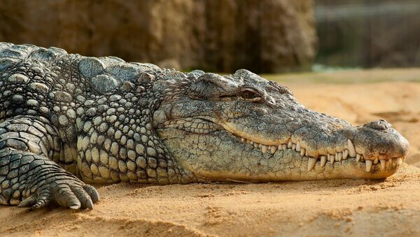 Svi aligatorovi zubi vidljivi su i kad im je čeljust zatvorena - Sputnik Srbija