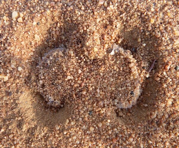 Митска бића, инфразвуци, самосвест: Петнаест ствари о животињама које не знају ни сви зоолози /фото/ Митска бића, инфразвуци, самосвест: Петнаест ствари о животињама које не знају ни сви зоолози /фото/ - Sputnik Србија