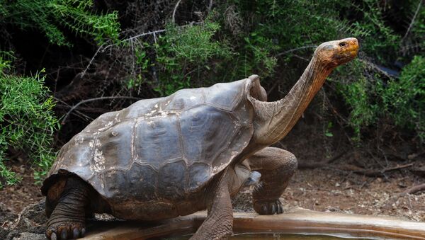Džinovska kornjača Dijego na Ostrvu Espanjola Nacionalnog parka Galapagos - Sputnik Srbija