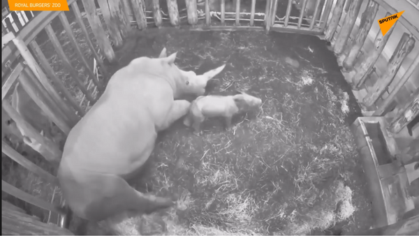 U „Rojal Burgers“ zoološkom vrtu u holandskom gradu Arnemu rodio se retki beli nosorog - Sputnik Srbija