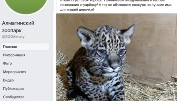 Јагуар из казахстанског зоолошког врта добио име Аустралија  - Sputnik Србија