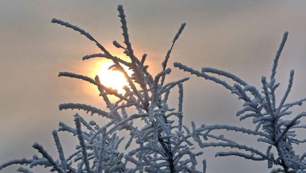 Inje na drveću u zimsko jutro u predgrađu Novog Sada - Sputnik Srbija