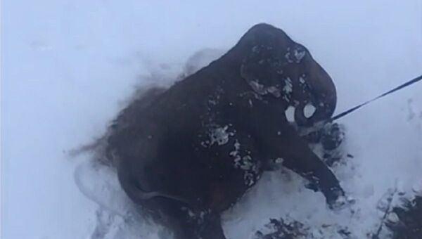Slon uživa u snegu - Sputnik Srbija