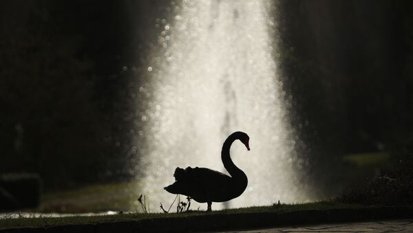 Силуета црног лабуда испред фонтане у Луксембургу - Sputnik Србија