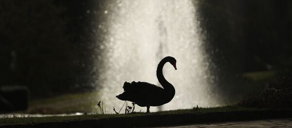 Силуета црног лабуда испред фонтане у Луксембургу Силуета црног лабуда испред фонтане у Луксембургу - Sputnik Србија