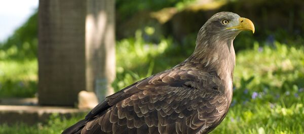 Orao belorepan Orao belorepan - Sputnik Srbija