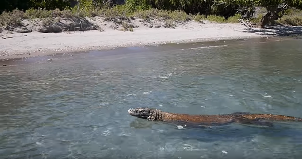 Десет занимљивости о јединим змајевима на планети Земљи /фото, видео/ Десет занимљивости о јединим змајевима на планети Земљи /фото, видео/ - Sputnik Србија