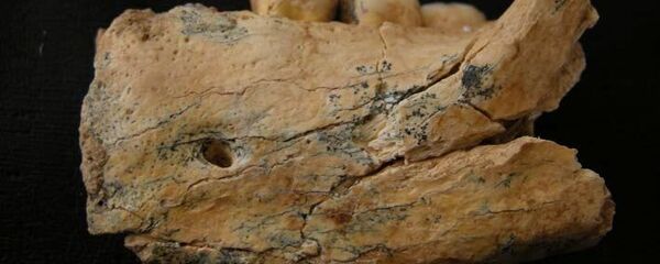 Вилица хајделбергензиса пронађена у Баланици - Sputnik Србија