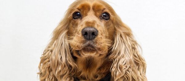 Кокер шпанијел - Sputnik Србија