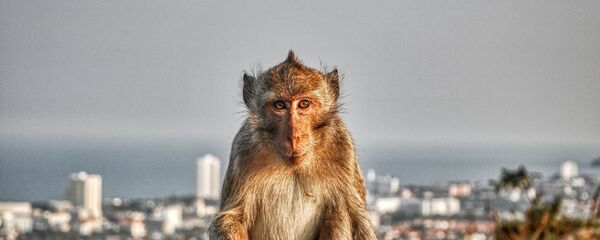 Мајмун - Sputnik Србија