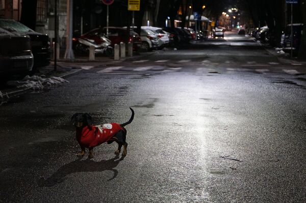 Ruski kinolog: Evo kako da što bolje provedete vreme sa psom u samoizolaciji - Sputnik Srbija