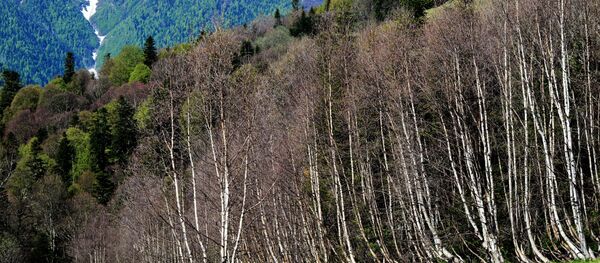 Kavkaski nacionalni park H. G. Šapošnikov - Sputnik Srbija