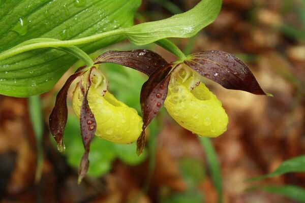 Госпина папучица у Србији: На Сувој планини откривена ретка врста ─ најлепша орхидеја у Европи Госпина папучица у Србији: На Сувој планини откривена ретка врста ─ најлепша орхидеја у Европи - Sputnik Србија
