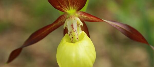 Gospina papučica - orhideja - Sputnik Srbija