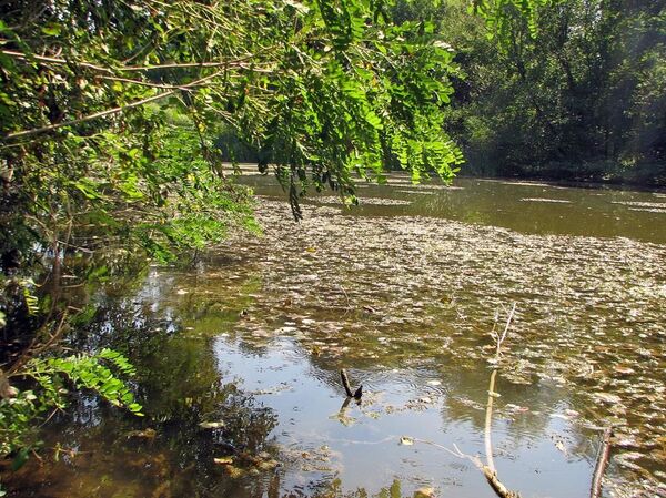 Госпина папучица у Србији: На Сувој планини откривена ретка врста ─ најлепша орхидеја у Европи Госпина папучица у Србији: На Сувој планини откривена ретка врста ─ најлепша орхидеја у Европи - Sputnik Србија