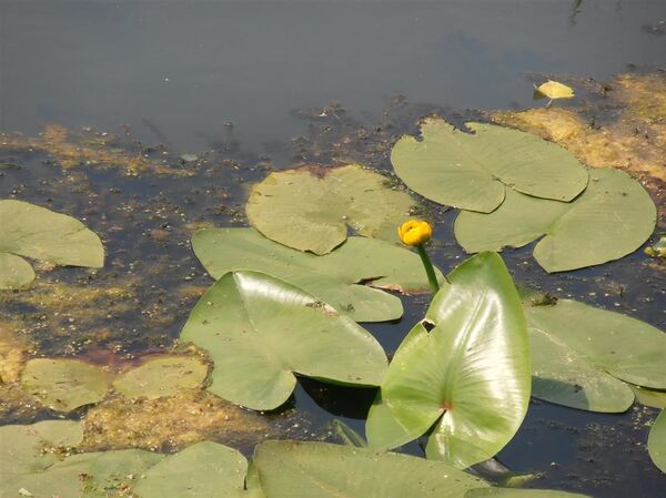 Госпина папучица у Србији: На Сувој планини откривена ретка врста ─ најлепша орхидеја у Европи Госпина папучица у Србији: На Сувој планини откривена ретка врста ─ најлепша орхидеја у Европи - Sputnik Србија