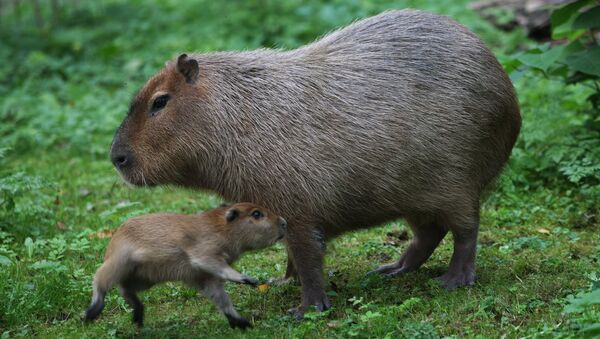 Kapibare u zoološkom vrtu - Sputnik Srbija