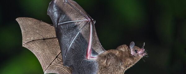 Slepi miš - Sputnik Srbija