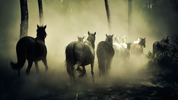 Krdo konja u šumi  - Sputnik Srbija